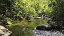 Video thumb for Brown Trouts on Dry Fly!