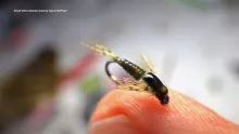 Video thumb for Small Olive Nymph