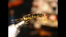 Video thumb for Two Tone Golden Stonefly