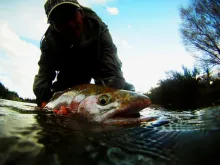 Video thumb for Fighting huge rainbow trout in New Zealand