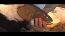 Video thumb for Fly Fishing in Fernie, BC