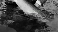 Video thumb for Tribute..steelhead camp