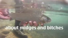 Video thumb for About midges and bitches