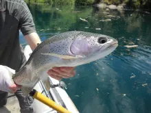 Video thumb for Fly Fishing the Patagonia