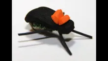 Video thumb for Foam Beetle