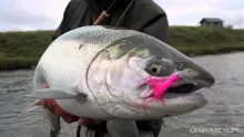 Video thumb for How to Catch Silver Salmon