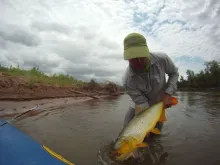 Video thumb for Argentine Dorado Fly