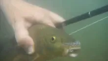 Video thumb for Barbs Fly Fishing