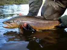 Video thumb for Wild Trout Patagonia