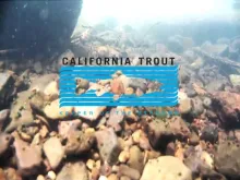 Video thumb for Pit River California - CalTrout