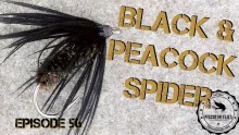 Video thumb for Black and Peacock Spider