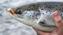 Video thumb for The Hunt :: Salmon fishing