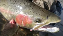 Video thumb for The Hunt for Steelhead in October