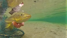 Video thumb for Brown trout in the jungle