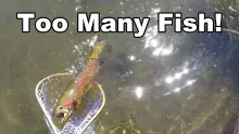 Video thumb for Like Shooting Fish in a Barrel