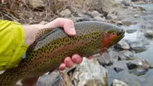 Video thumb for Tenkara Journal Episode II