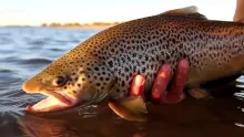 Video thumb for Fall Fly Fishing in Argentine Patagonia