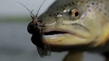 Video thumb for Salmonfly Invasion