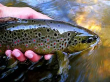 Video thumb for Fly fishing in Slovakia Part 1 - fly fishing paradise in in the heart of Europe