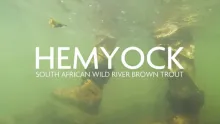 Video thumb for Hemycock - South African Wild River Brown trout