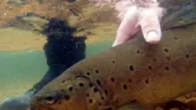 Video thumb for Catch and Release trout in Patagonia