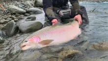 Video thumb for Mega Trout caught Fly Fishing!