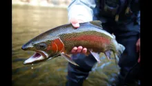 Video thumb for Why Fly Fish Montana?