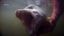 Video thumb for Fly Fishing For The Ferocious African Tigerfish