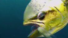 Video thumb for Fly Fishing for Dorado