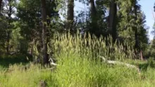 Video thumb for High Uintas Fly Fishing