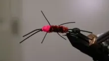 Video thumb for Steelhead Stonefly