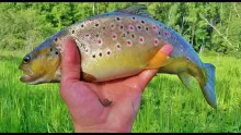 Video thumb for Mayfly hatch in Estonia