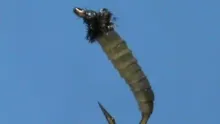 Video thumb for Deer Creek Caddis Larva