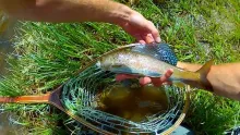 Video thumb for The Hunt for Arctic Grayling