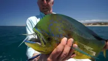 Video thumb for Fishing in Mexico's Sea of Cortez