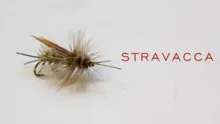 Video thumb for Stravacca