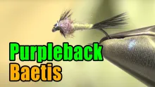 Video thumb for Purpleback Baetis