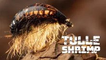 Video thumb for Tulle Shrimp