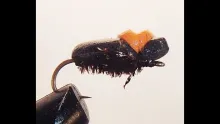 Video thumb for Foam Beetle