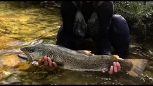 Video thumb for Marmorata - Sight Fishing