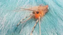 Video thumb for Coyote Shrimp