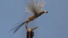 Video thumb for Poly Wing BWO