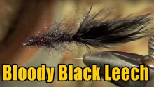 Video thumb for Bloody Black Leech