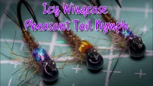 Video thumb for Icy Wingcase Pheasant Tail Nymph