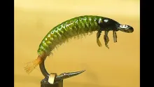 Video thumb for Rhyacophila Caddis Larva