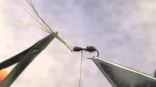 Video thumb for Winged Ant