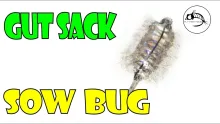 Video thumb for Gut Sack Sow Bug