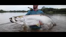 Video thumb for Jungle Tarpon Diaries Vol.1