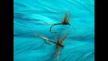 Video thumb for Grey & Red Spider (dry fly)