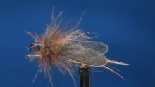 Video thumb for Little Brown Hemingway Stonefly